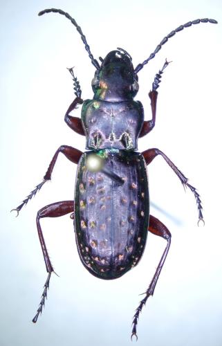 Pterostichus pilosus